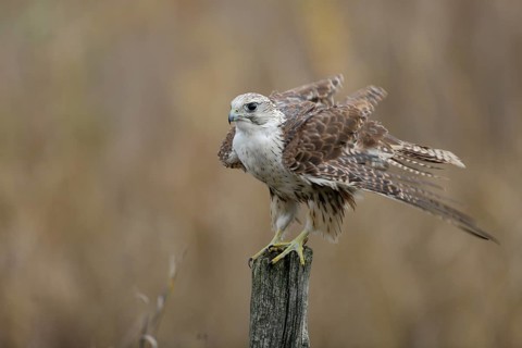 Sakerfalke, Wuergfalke, lat. Falco cherrug, auf Weidepfahl sein Gefieder ausschüttelnd