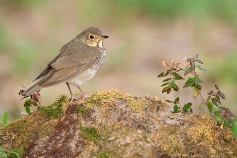 Swainson's Thrush (Catharus ustulatus) perched on ground, Texas, USA