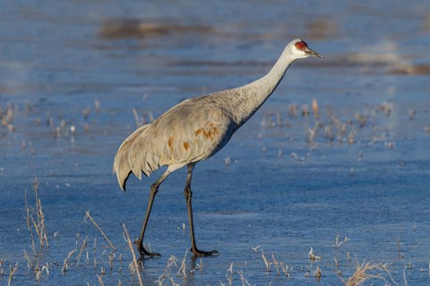 Sandhill Crane Grus canadensis Bosque del Apache National Wildlife Refuge, New Mexico, United