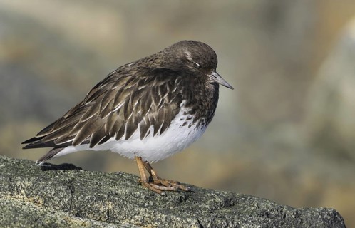 Black Turnstone (Arenaria melanocephala), British Columbia, Canada