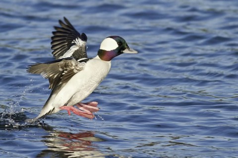 Bufflehead (Bucephala albeola) male flying, British Columbia, Canada