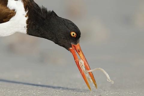 American Oystercatcher (Haematopus palliatus), Florida, USA