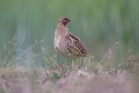 Common Quail (Coturnix coturnix), Saxony, Germany