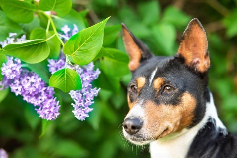 A Basenji dog stands attentively in a lush park during spring. The vibrant greenery and lilac