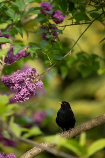 Common or Eurasian blackbird (Turdus merula) adult male bird in a garden Lilac tree with purple