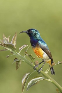 Variable Sunbird, Cinnyris venustus