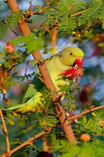 Collared Parakeet, (Psittacula krameri), Small Alexander Parakeet, parrot, parrot species, perch,
