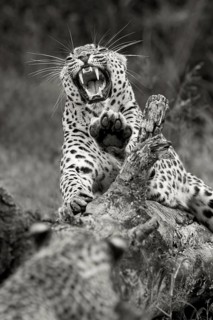 Leopard (Panthera pardus) hissing female with cub on a tree trunk, Sabi Sands, South Africa