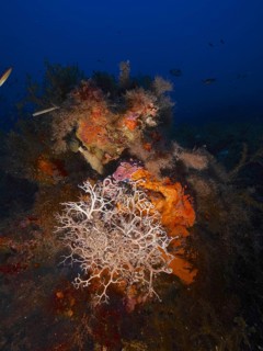 Mediterranean Gorgon's Head (Astrospartus mediterraneus)