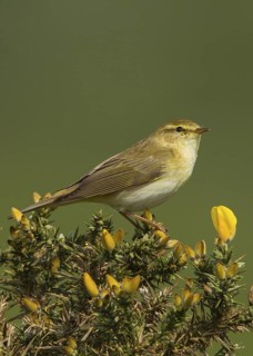 Willow Warbler (Phylloscopus trochilus) male, Wales, United Kingdom