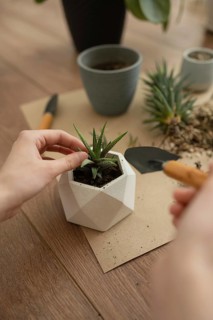A person tending to a haworthia in a geometric planter, surrounded by gardening tools on a wooden