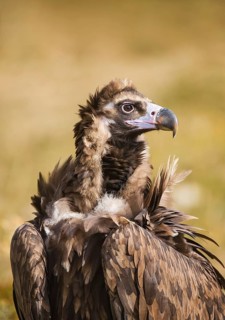 Cinereous Vulture (Aegypius monachus), Catalonia, Spain