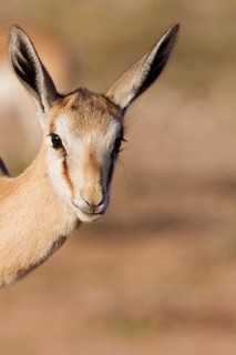 Springbok (Antidorcas marsupialis), young animal, looking at camera, animal portrait, head