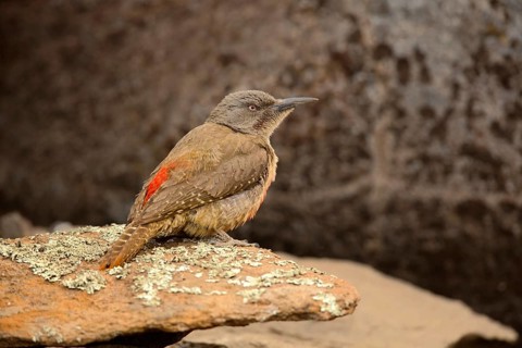 Ground Woodpecker (Geocolaptes olivaceus) male perched on a rock, Sani Pass, Lesotho