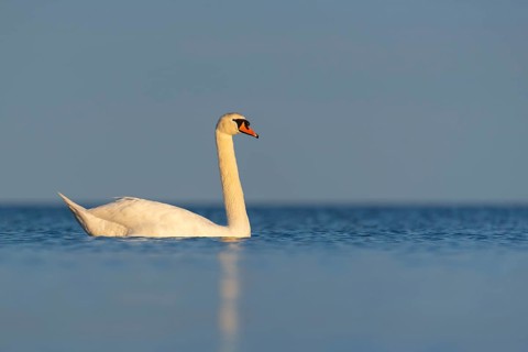 Mute swan (Cygnus olor), Rügen, Glowitz, Mecklenburg-Western Pomerania, Germany