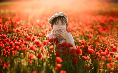A young boy in a field of Papaver rhoeas, commonly known as common poppy or red poppy. He is