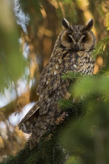 Long-eared Owl (Asio otus) perched in tree, North Rhine-Westphalia, Germany