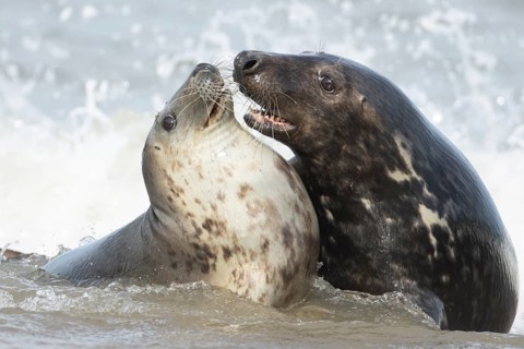 Atlantic grey seal (Halichoerus grypus) two adult seals animals in love courting in the waves of