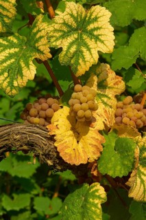 Ripe Gewürztraminer grapes hanging on vines, surrounded by green-yellow leaves, Miltenberg