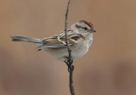 American Tree Sparrow (Spizelloides arborea), Saskatchewan, Canada