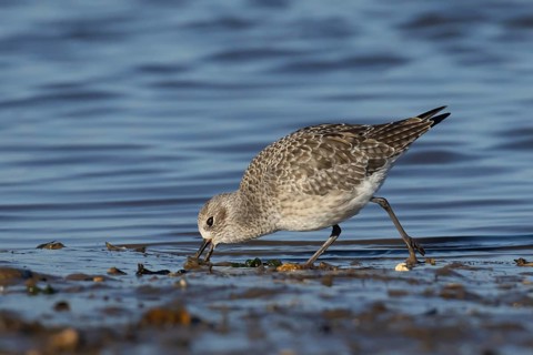 Grey plover (Pluvialis squatarola) adult wading bird in winter plumage feeding on a mudflat on a