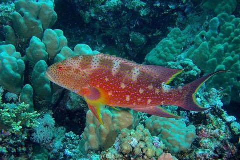 Crescent moon jewelled perch (Variola louti)