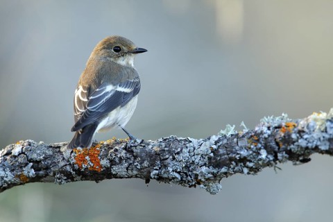 European Pied Flycatcher (Ficedula hypoleuca) juvenile, Andalusia, Spain