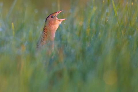 Corn Crake (Crex crex) calling, Saxony-Anhalt, Germany
