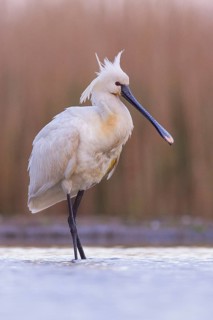 Eurasian Spoonbill (Platalea leucorodia) foraging, Pusztaszer, Hungary