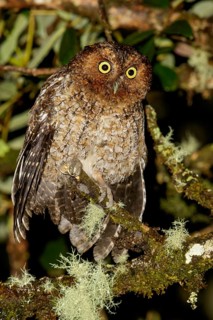 Bare-shanked Screech-Owl (Otus clarkii) perched on a branch in Costa Rica