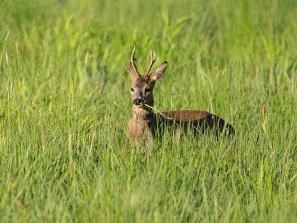 Roe deer (Capreolus capreolus), roebuck stands in a wet meadow, in a wetland biotope and eats,