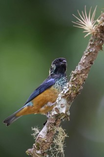 Spangled-cheeked Tanager (Tangara dowii) perched on a branch in Costa Rica