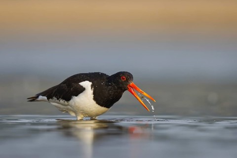 Eurasian Oystercatcher (Haematopus ostralegus) female drinking, North Rhine-Westphalia, Germany