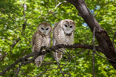 Spotted Owl Strix occidentalis Huachuca Mountains, Cochise County, Arizona, United States 17 May