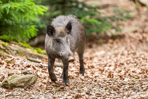 Wild boar (Sus scrofa) walking in a forest, Bavaria, Germany
