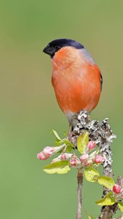 Bullfinch (Pyrrhula pyrrhula) male sitting on a branch with apple blossoms (Malus domestica),