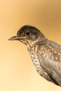 Mistle Thrush (Turdus viscivorus), Andalusia, Spain