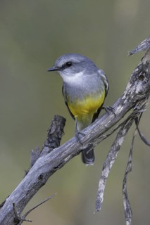 Western Yellow Robin (Eopsaltria griseogularis), South Australia, Australia
