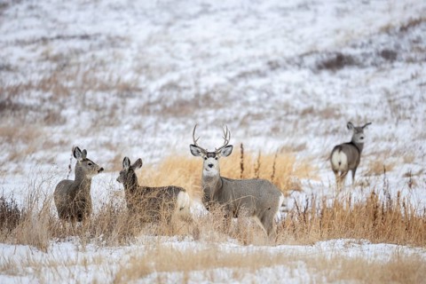 Rocky Mountain mule deer (Odocoileus hemionus) buck with does foraging on snow covered prairie in