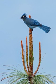 Steller's Jay (Cyanocitta stelleri) perched on a branch in Guatemala in Central America