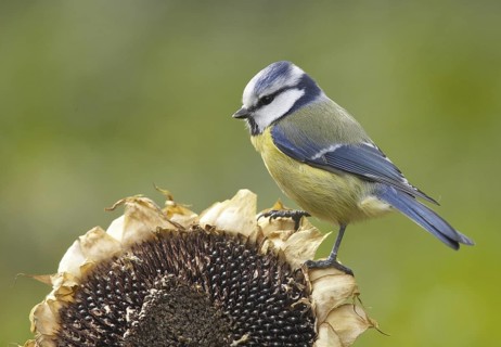 Eurasian Blue Tit (Cyanistes caeruleus), Mecklenburg-Western Pomerania, Germany