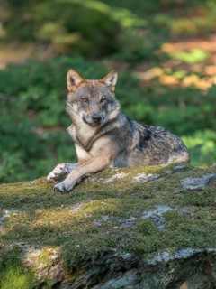 Wolf (Canis lupus) lying on a moss-covered rock and looking attentively, captive, Bavarian Forest