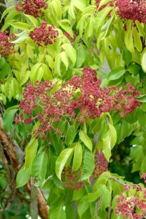 Tetradium daniellii var. hupehensis (Tetradium daniellii var. hupehensis), Bundessortenamt