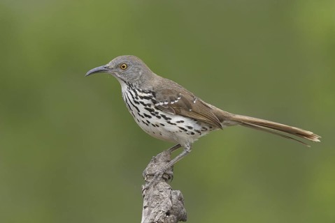 Long-billed Thrasher (Toxostoma longirostre), Texas, USA
