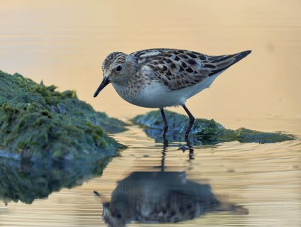 Little Stint (Calidris minuta) foraging, Asturias, Spain