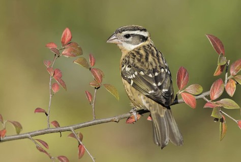 Black-headed Grosbeak (Pheucticus melanocephalus) female, British Columbia, Canada
