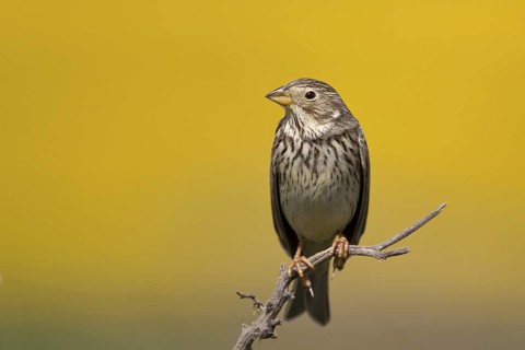 Corn Bunting (Emberiza calandra), Castile-La Mancha, Spain