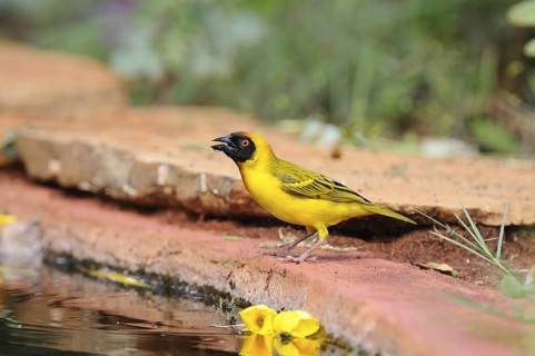 Vitelline Masked Weaver (Ploceus vitellinus) male, Voi, Kenya