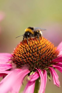 Buff tailed bumblebee (Bombus terrestris) adult bee feeding on a purple Coneflower (Echinacea