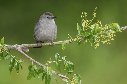 Grey Catbird (Dumetella carolinensis) perched on a branch, Texas, USA
